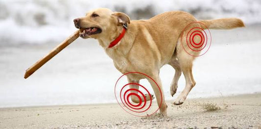Salud articular en perros y gatos: cómo identificarla a tiempo y qué apoyo natural existe