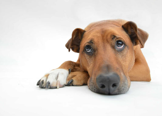 Leishmaniosis canina: por qué el refuerzo inmunitario es una pieza clave del manejo